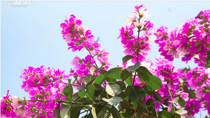 Hanoi streets turn purple with crape myrtle flowers