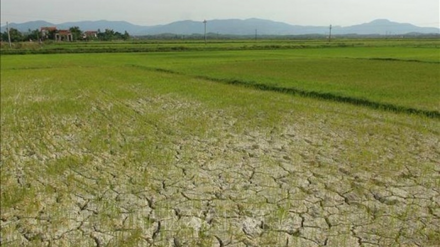 Up to 1,100ha of farmland in northern region at risk of drought