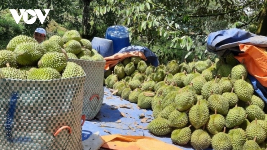 Nearly 60,000 tonnes of durian shipped to China via Huu Nghi Border Gate