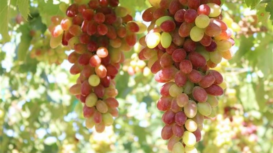 Ninh Thuan Grape - Wine Festival 2023 slated for mid June