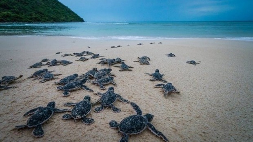 Short film calling for sea turtle protection released