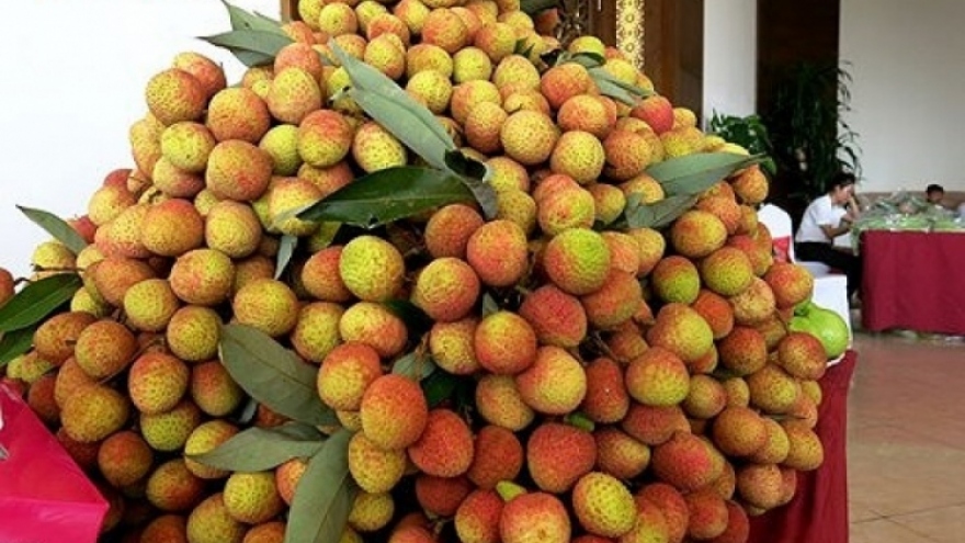 Vietnamese seedless lychees reach out to Japan, UK consumers