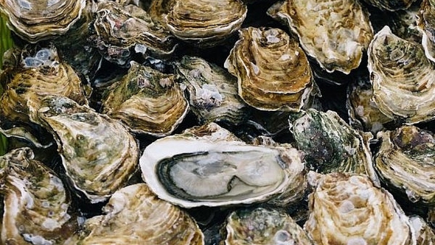Oyster and sea cucumber exports skyrocket