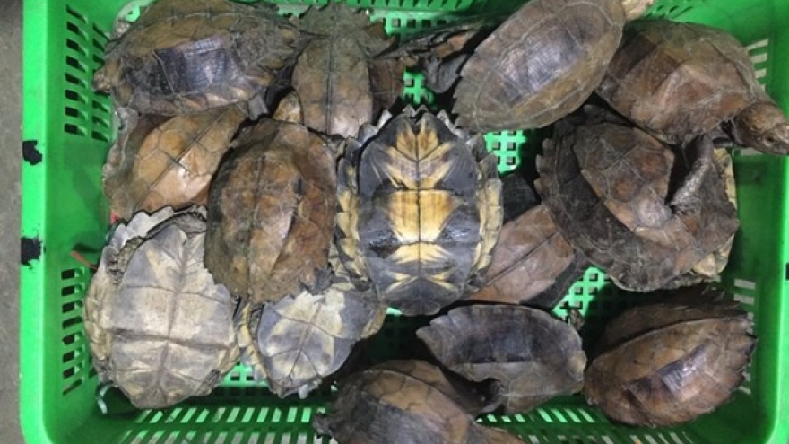 Two jailed for smuggling endangered turtles