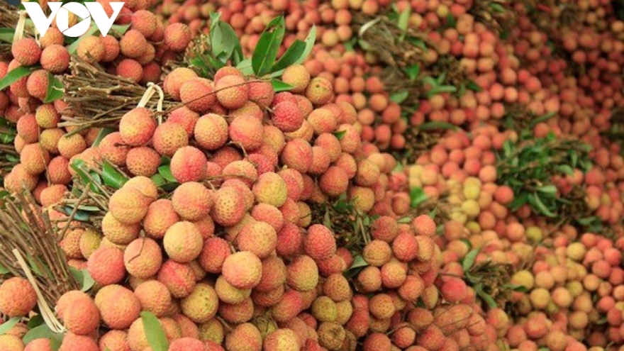 Nearly 90 tonnes of fresh Vietnamese lychee shipped abroad