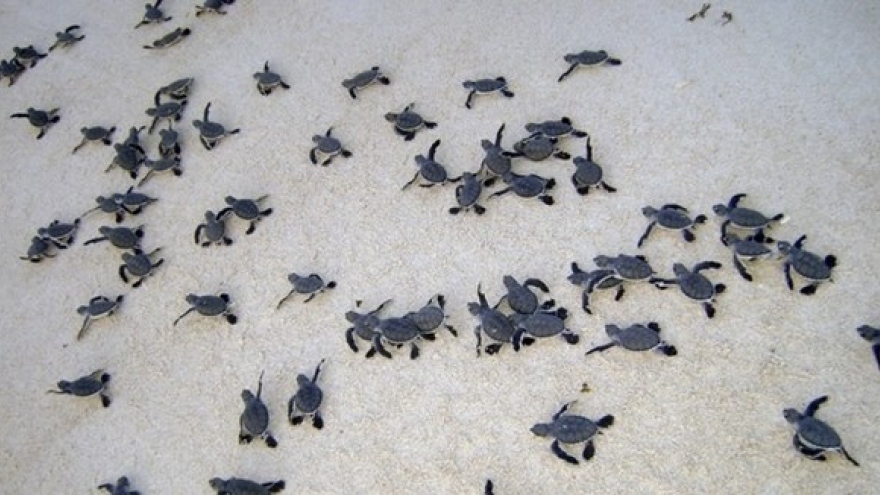 Con Dao becomes important sea turtle conservation area of the world