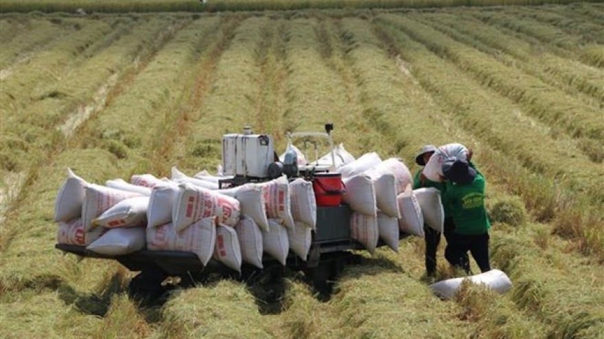 Market diversification crucial for rice sector: Experts
