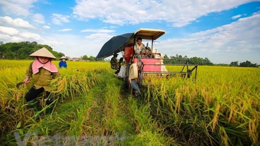 Vietnam keen on improving farmers’ capacity: Official