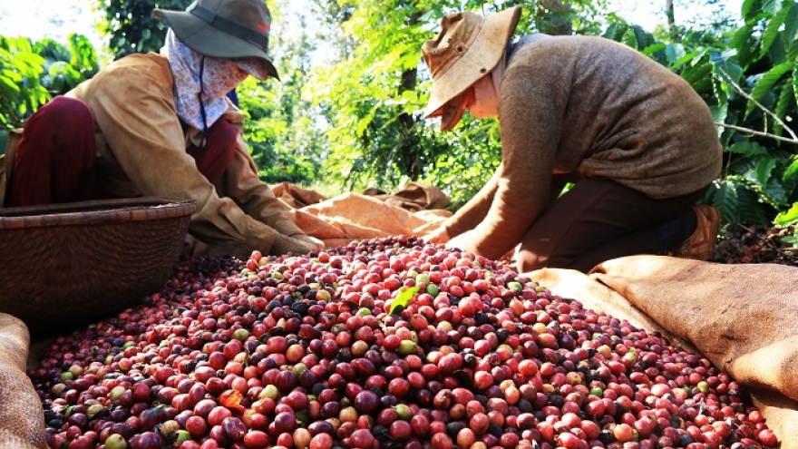 Vietnamese coffee exports plummet in September