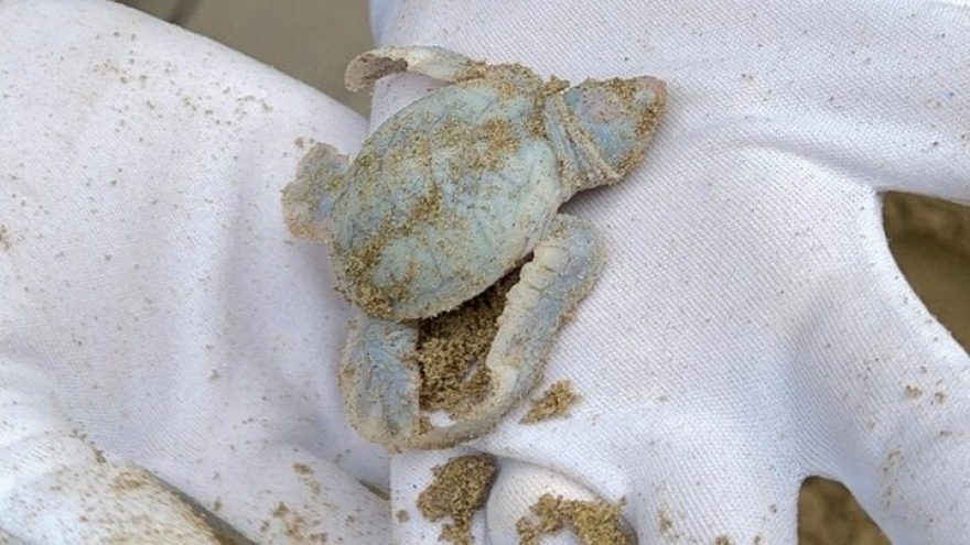 Rare albino baby turtle born in Con Dao