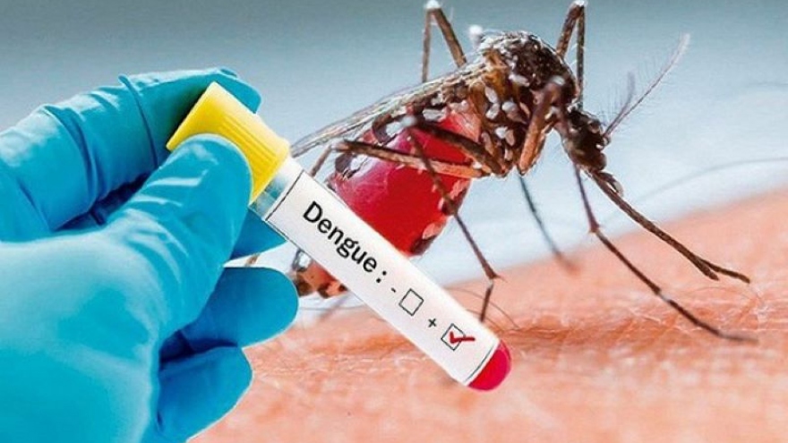 Hanoi records sharp rise in dengue fever cases