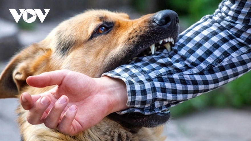 Rabies vaccinations on the rise in Vietnam
