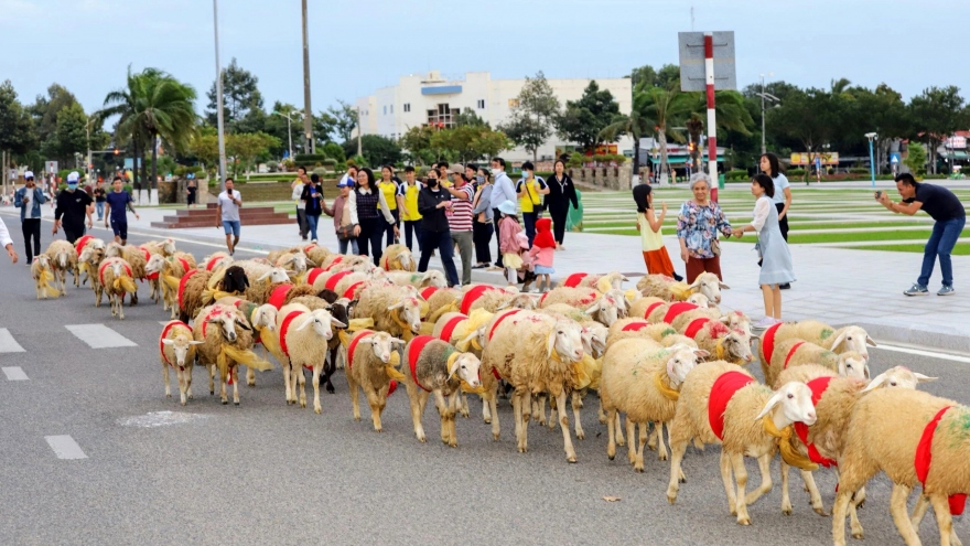 When sheep wearing bow ties ‘strut their catwalk’ in Vietnam