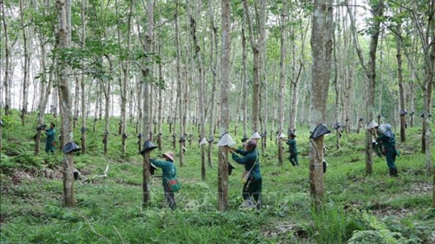 Over 20 firms recognised as “Vietnam Rubber” brands