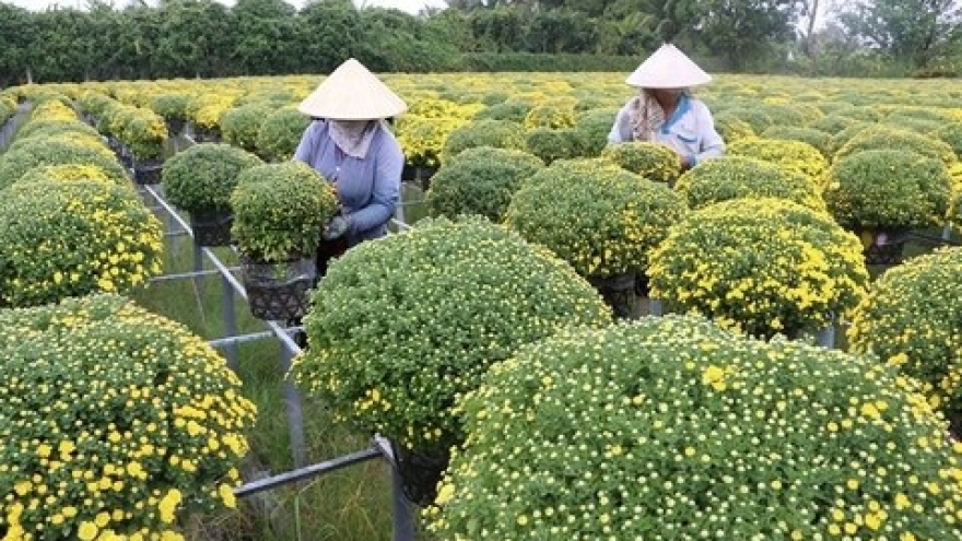 Mekong Delta farmers busy preparing Tet flowers