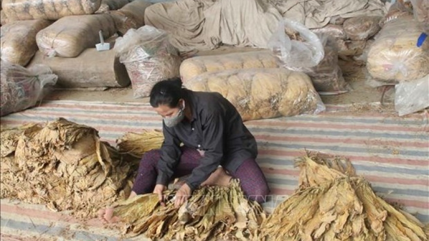 Quota for raw tobacco imports set at nearly 72,000 tonnes