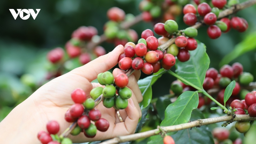 Coffee prices hit record high in early January 2024