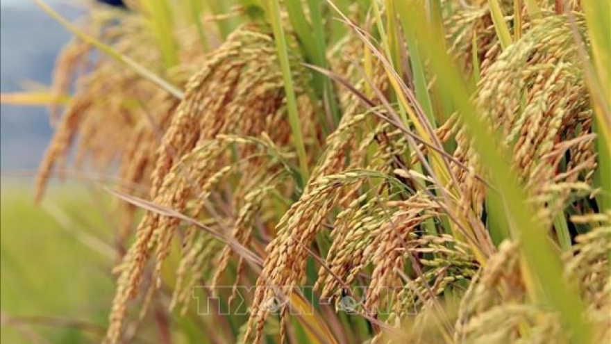 Public-private partnership highlighted in high-quality rice production project