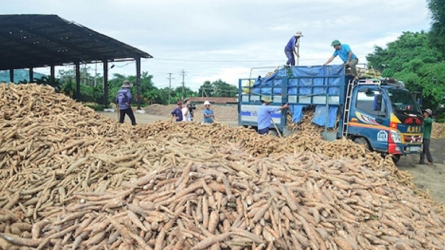 Cassava exports enjoy growth in January