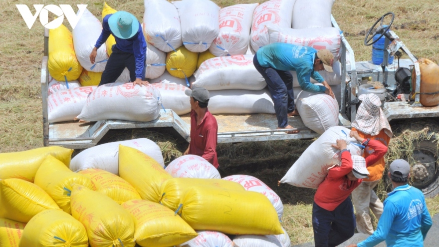 Vietnamese rice export price rebounds after Tet