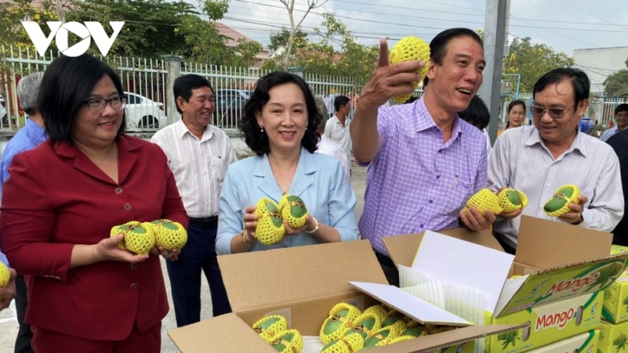 An Giang exports first batch of flat-seed mangoes to RoK