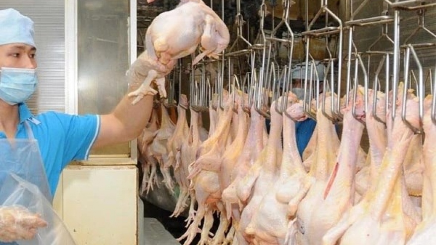 Vietnam to export chicken meat to Islamic countries
