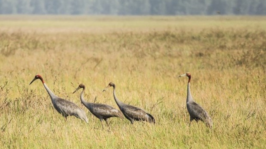 Red-crowned cranes return to Tram Chim National Forest