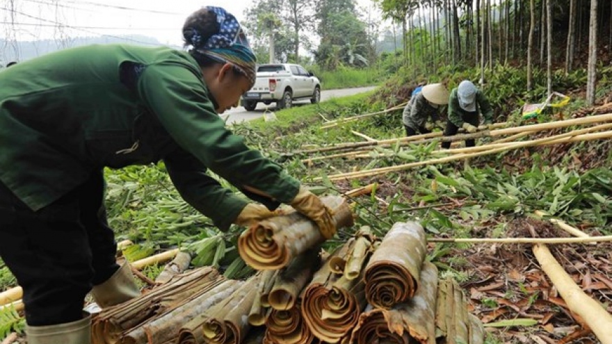 Vietnam strives to remain world’s biggest cinnamon exporter