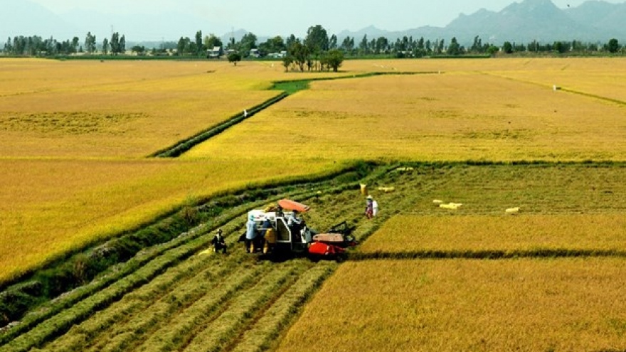 PPP important to high-quality, low-carbon rice production: Confab