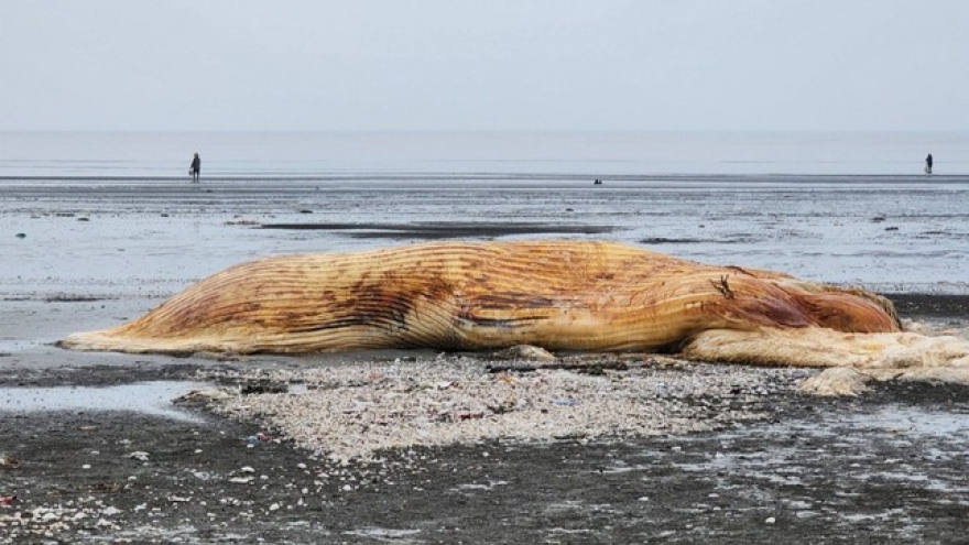 Giant whale found dead in central Vietnam