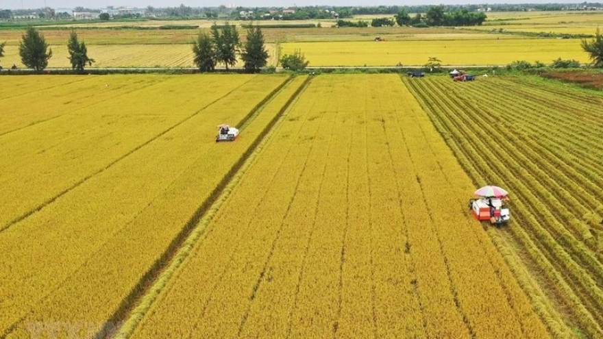 Vietnam needs around US$2.7 billion for 1 million hectare of high-quality rice