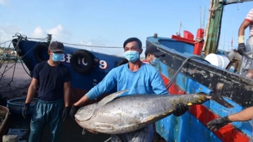 Binh Dinh Festival to promote sea tuna delicacies