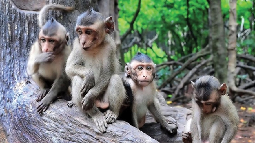Vietnamese businesses to export monkeys to China