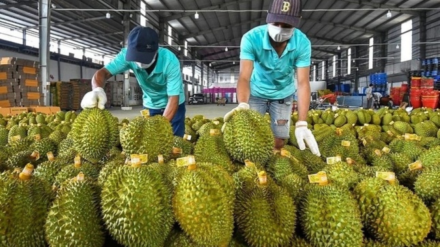 Vietnam gets over US$1.3 billion from durian exports in first half