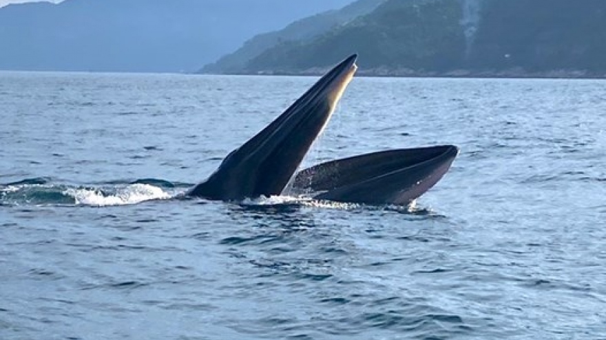 Two whales spotted hunting off Phu Yen coast