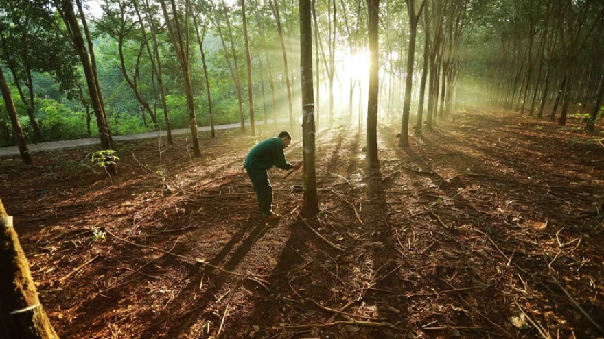 Vietnamese firms urged to quickly adapt to EU Deforestation Regulation