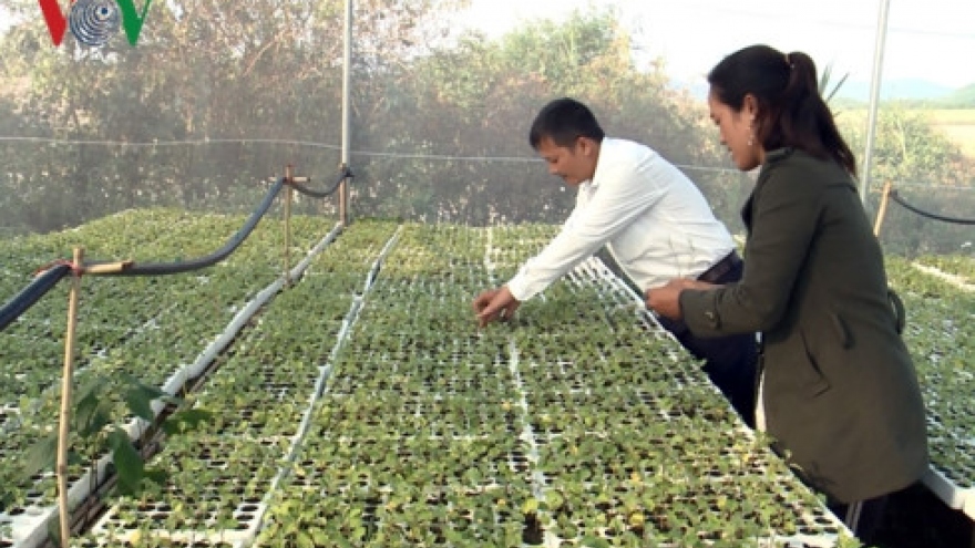 First Ba Na village in Gia Lai adopts high-tech farming