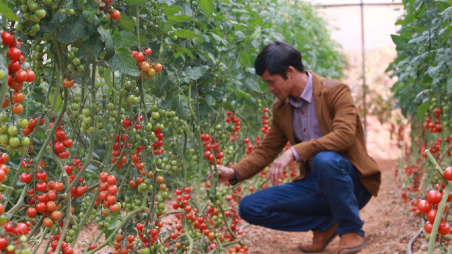 Hi-tech tomato and strawberry farm in DaLat
