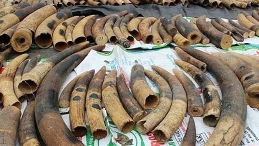 Over 7.4 tonnes of ivory, pangolin scales seized in Hai Phong