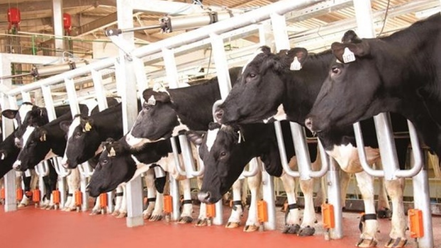 TH Group proposes 6 trillion VND milk cow breeding project in Quang Ninh