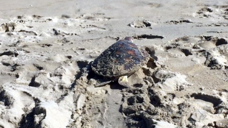 Rare sea turtle sent back to ocean
