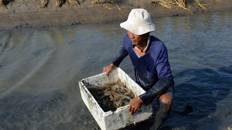 Ca Mau eyes growth with special focus on shrimp production