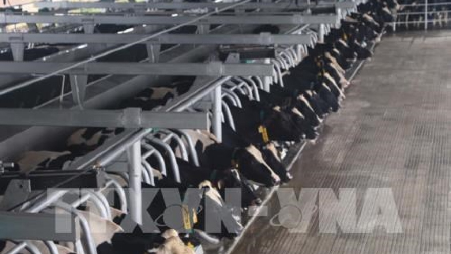 Dairy group to expand cow herd to 400,000 heads