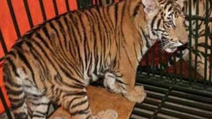 Wildlife crime challenges Vietnam’s tiger conservation efforts