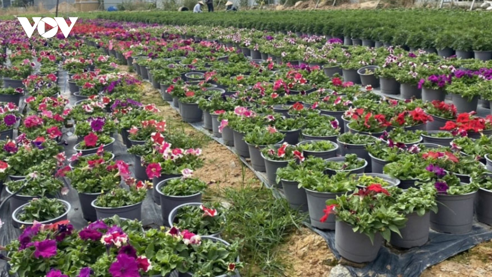 Flower farmers in Kim Dinh village hard at work ahead of Tet
