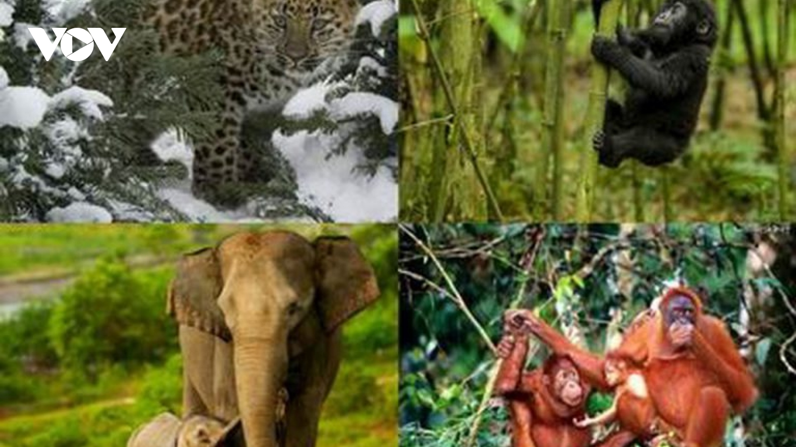 21 organisations and individuals to be honoured for contributions to wildlife conservation