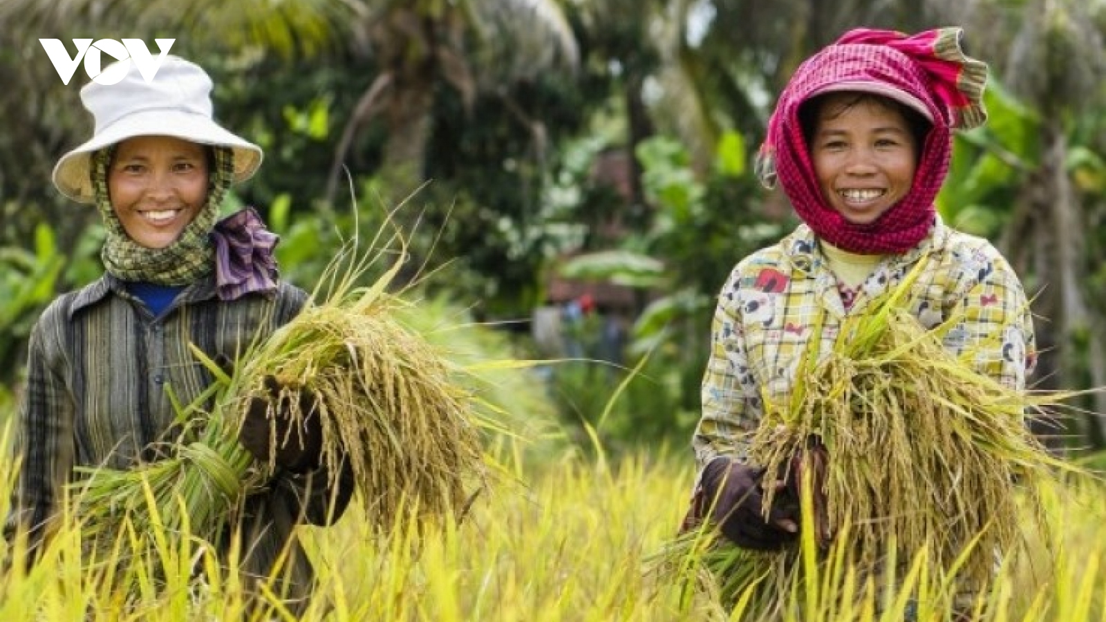 Cambodian paddy exports to Vietnam enjoy year-on-year rise of over 75%
