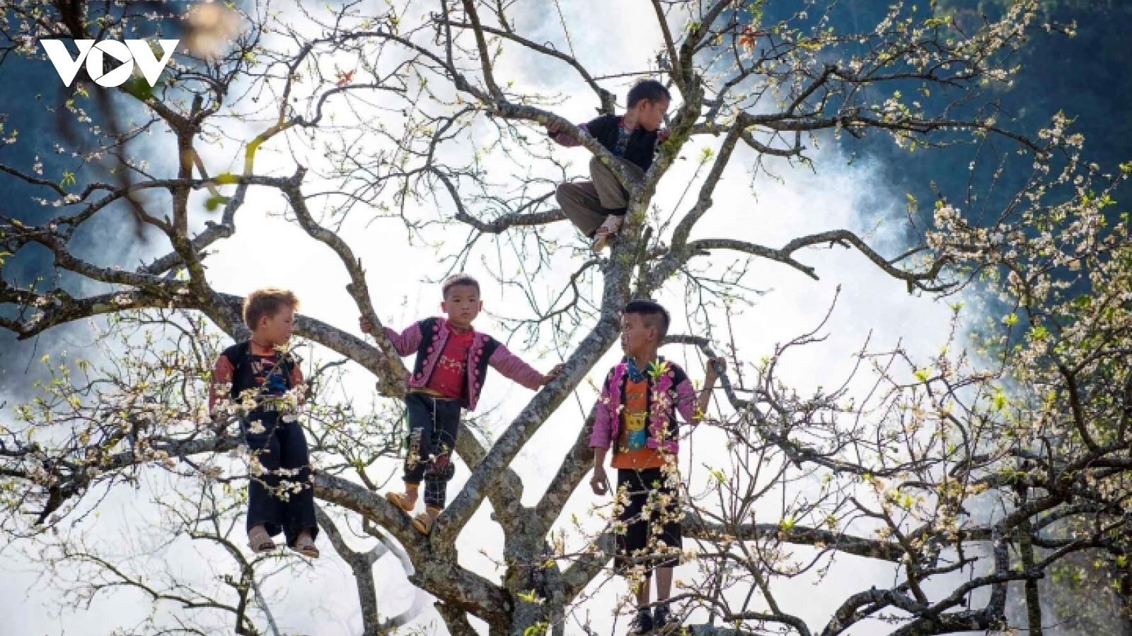 Highland children have fun in forest of white plum blossoms