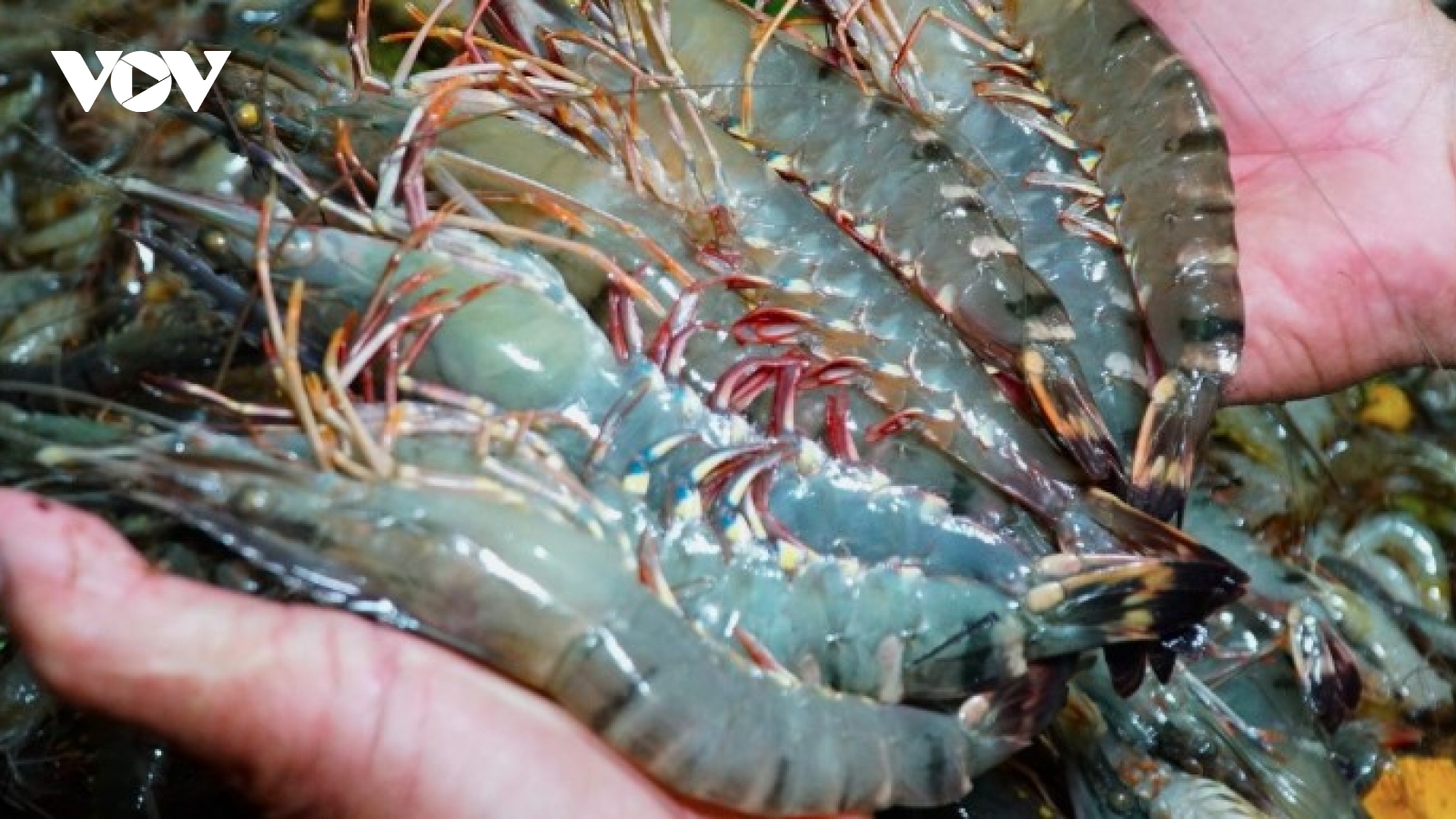 DOC issues conclusion on anti-subsidy probe into Vietnamese shrimp