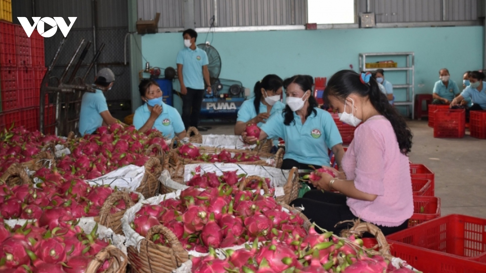 RoK emerges as second largest importer of Vietnamese fruit and vegetables